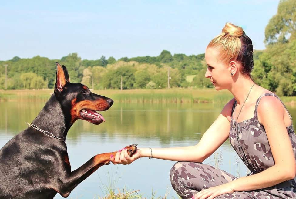 Resultado de imagem para cães perigosos ou potencialmente perigosos